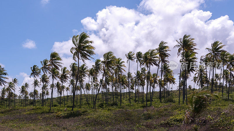 巴西，Paraíba庄园，Praia do Conde的椰子树
